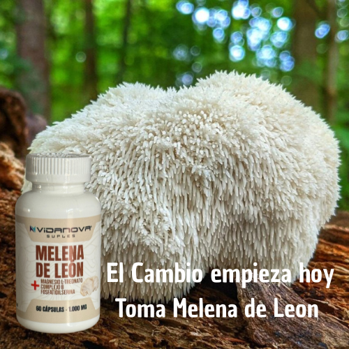 MELENA DE LEON, ESTIMULA LA CONEXION NEURONAL Y LA CLARIDAD MENTAL. REDUCE EL TDH Y EL ALZHAIMER